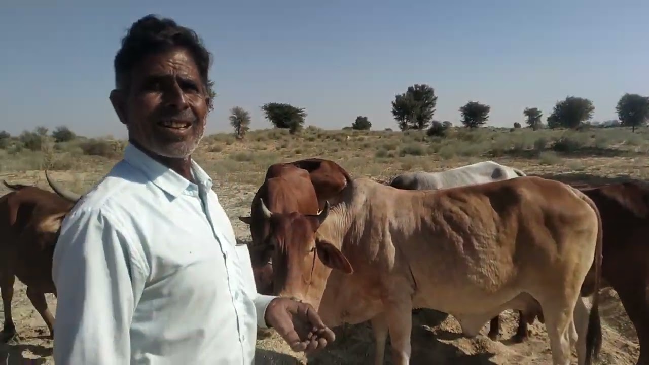 इस्माइल खान की रखते हैं देसी राठी गाय