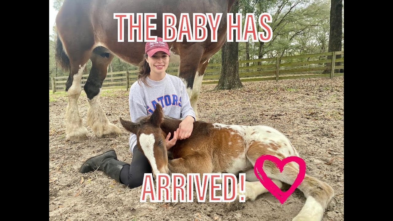 MY CLYDESDALE GAVE BIRTH TO A APPALOOSA FOAL!