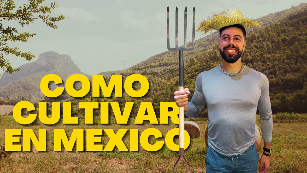 Como CULTIVAR MARIHUANA en M&eacute;xico