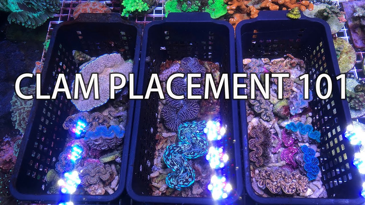 Tridacna Clam placement 101