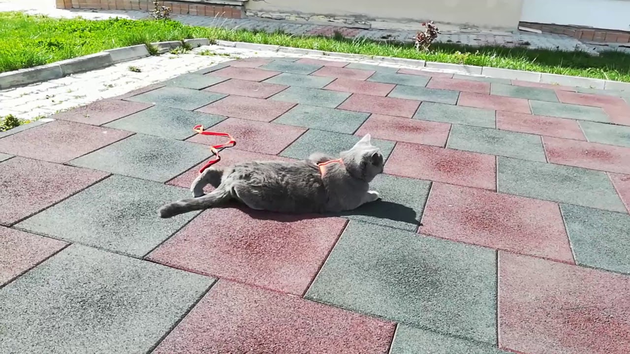 British shorthair Bahar Geldi
