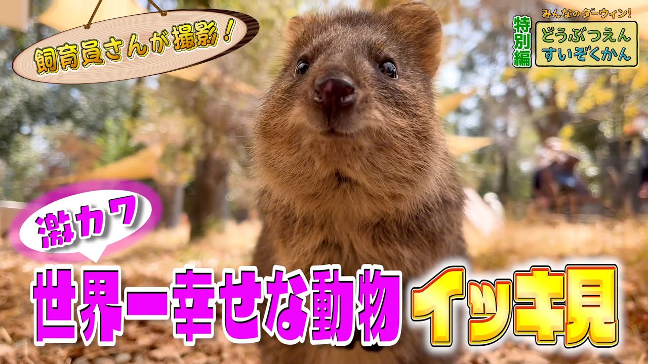 激カワ！“世界一幸せな動物”クオッカ・ミモザ イッキ見SP（埼玉県こども動物自然公園）
