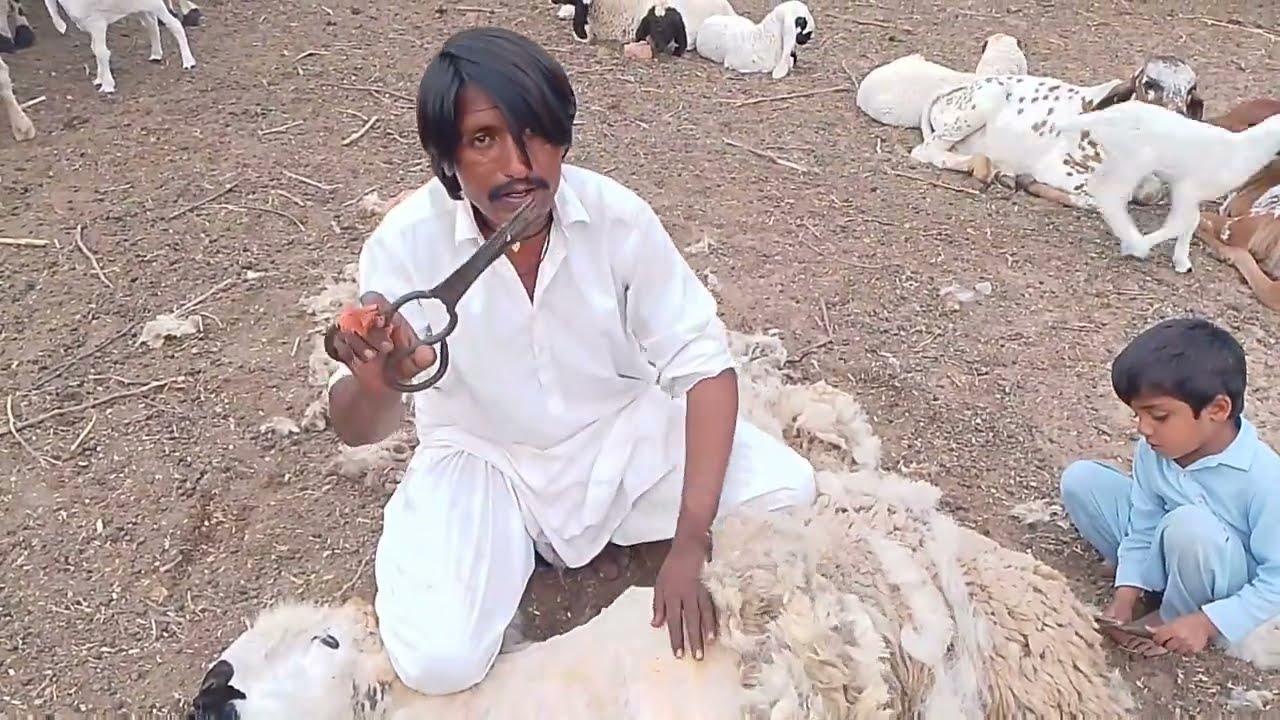 March 12, 2025 بھیڑوں کے بالوں کی کٹائی
