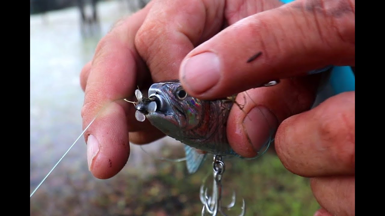 BASS Fishing with a ROBOTIC Lure