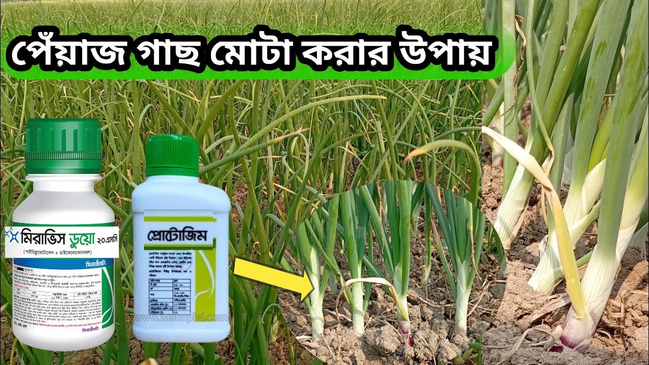 পেঁয়াজ গাছ মোটা করার উপায়। পেঁয়াজ গাছ মোটা করার কীটনাশক। পেঁয়াজ চাষ পদ্ধতি