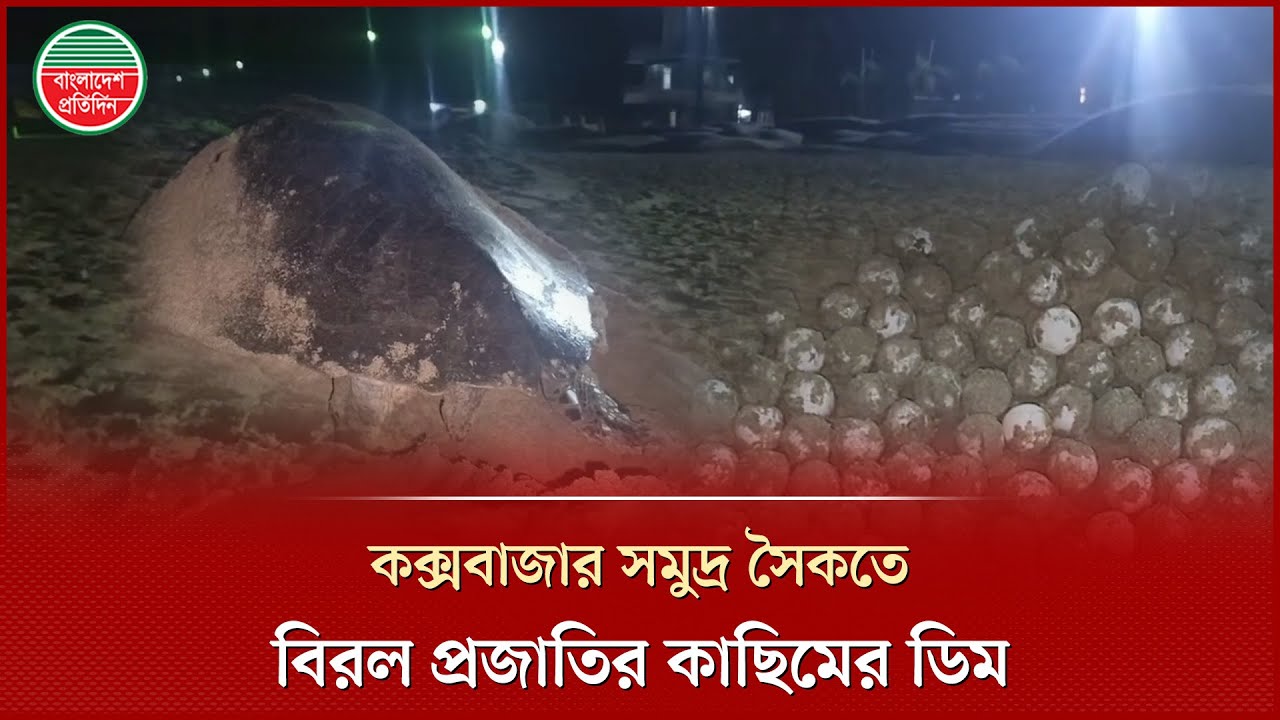 কক্সবাজার লাবণী পয়েন্টে সামুদ্রিক কাছিমের শতাধিক ডিম উদ্ধার, ইতিবাচক বলছেন গবেষকরা | Sea Turtles