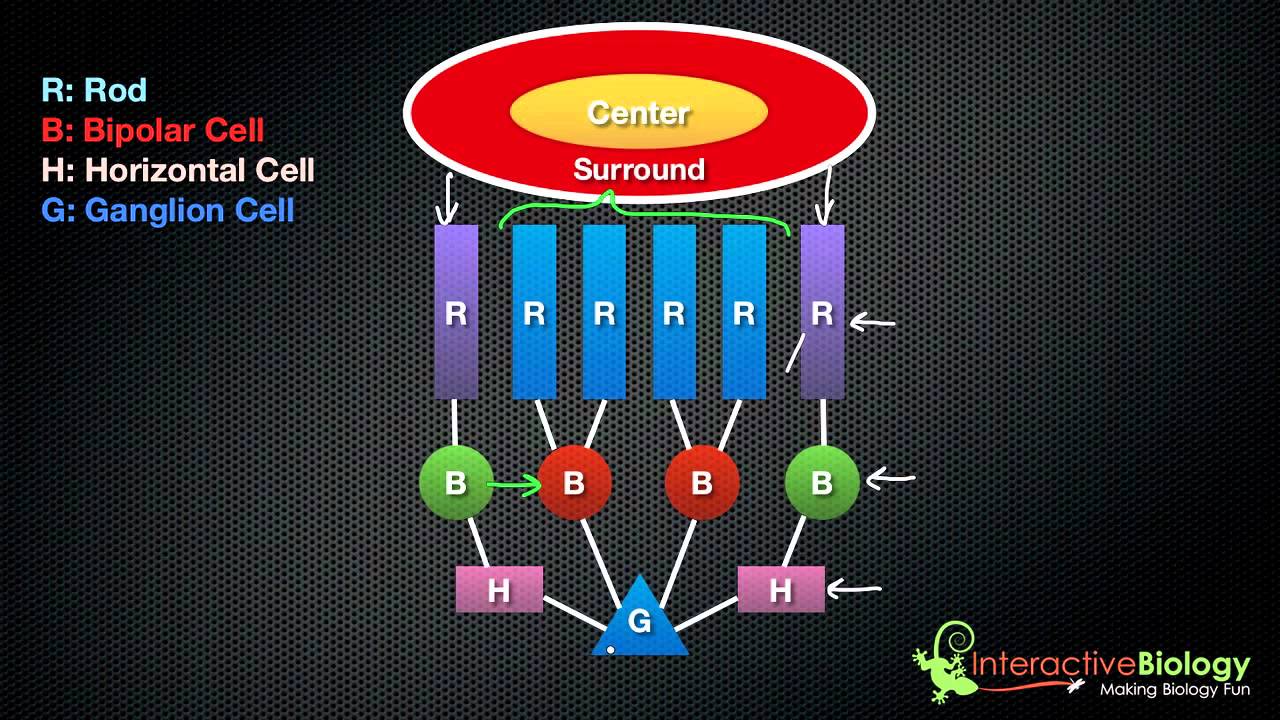 035 On Center, Off Surround Ganglion Cells