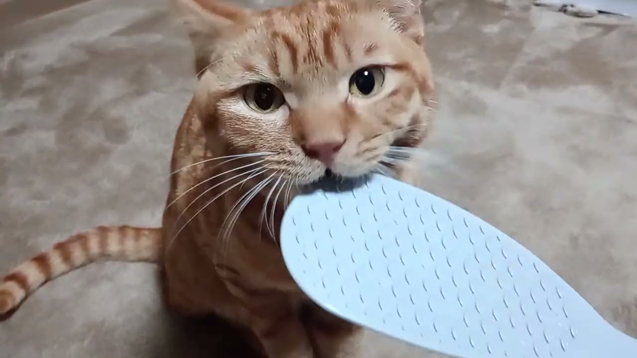 今日の茶トラな猫😽主役「琥珀ちゃん」背中をしゃもじ？でなでなで😂😸🫶🐾