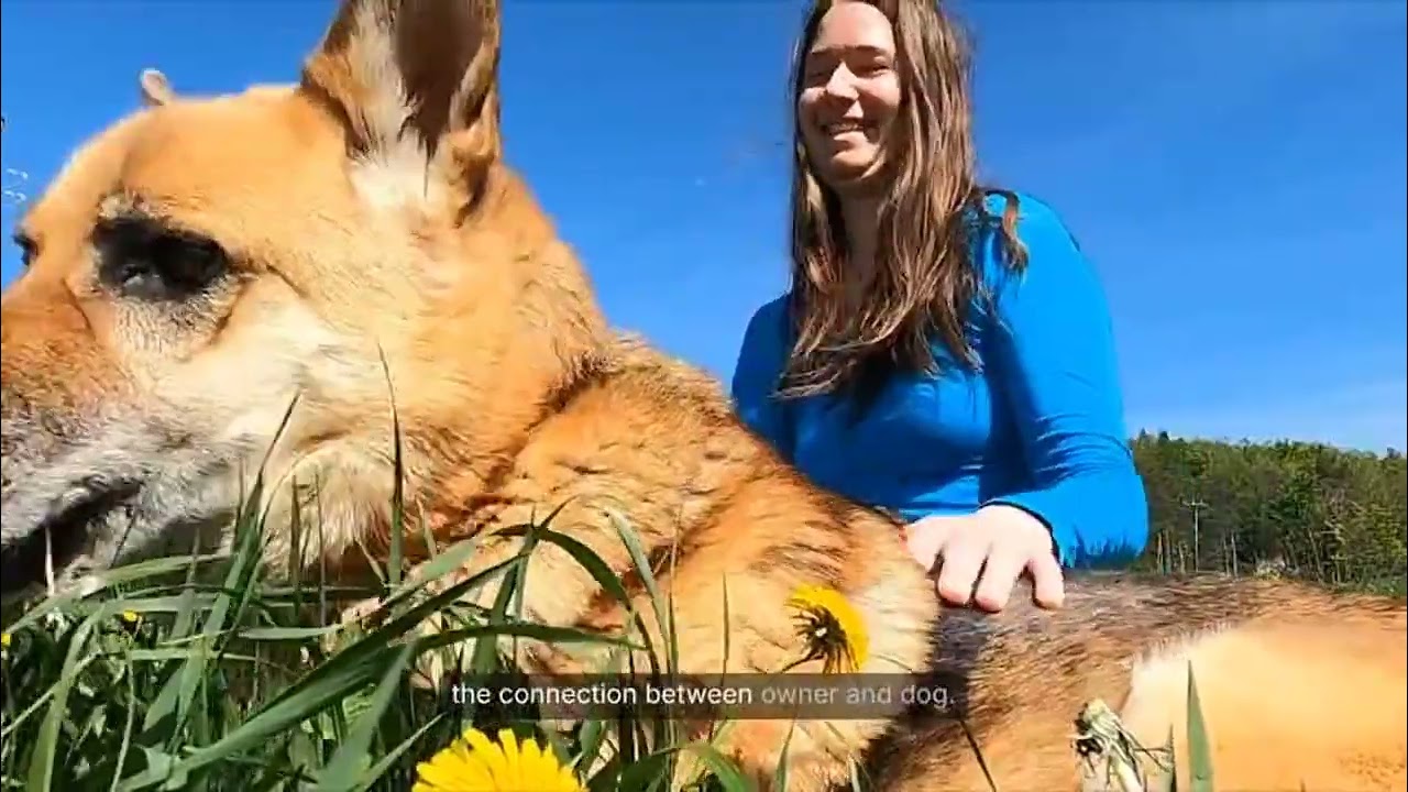 Как научить собаку приходить по зову: пошаговая инструкция 🐾📢