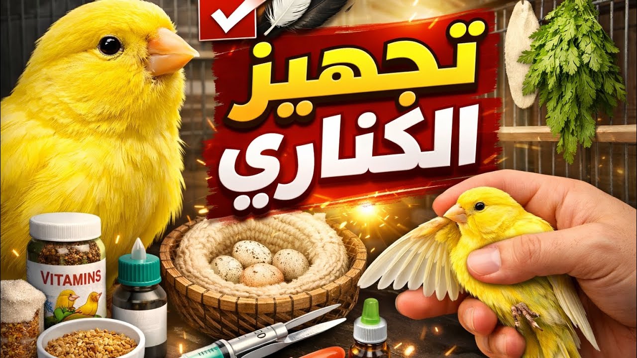 طريقة تجهيز طيور الكناري لموسم التزاوج! 