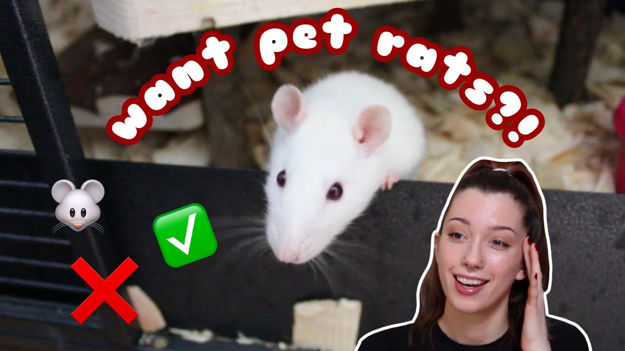 Are RATS Good Pets? ✿ The Pros and Cons of Owning Rats! ✿