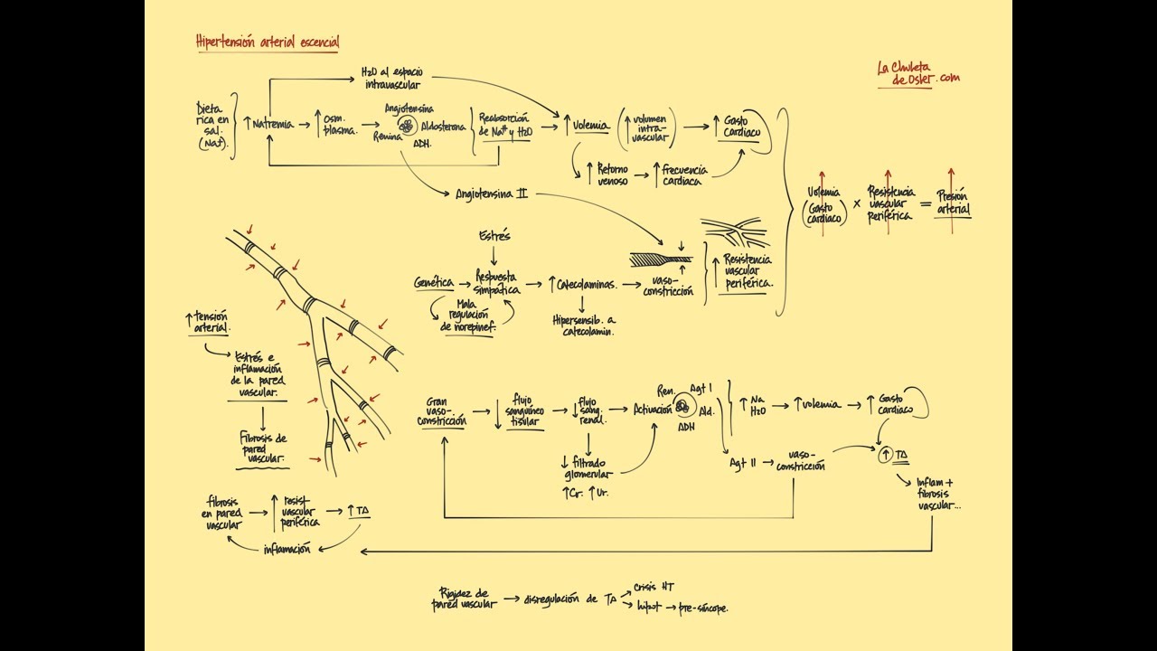Hipertensión arterial escencial: Fisiopatología