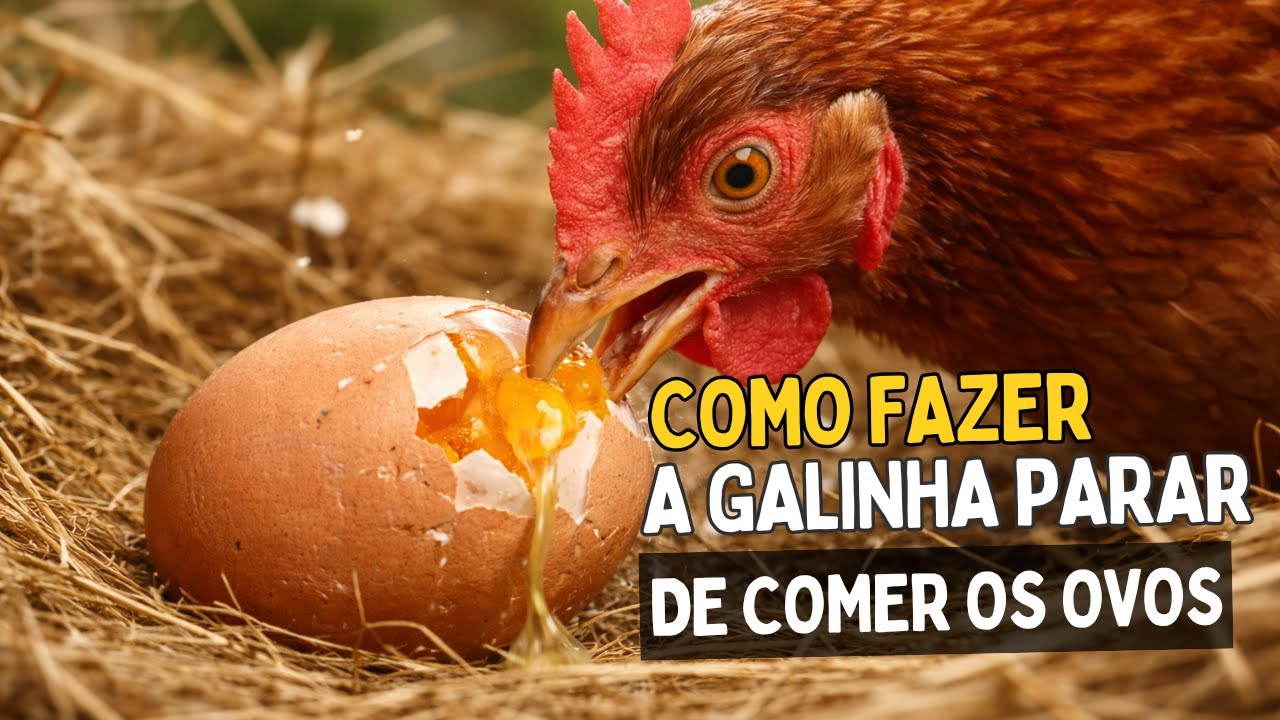 POR QUE A GALINHA COME O OVO? COMO FAZER ELA PARAR