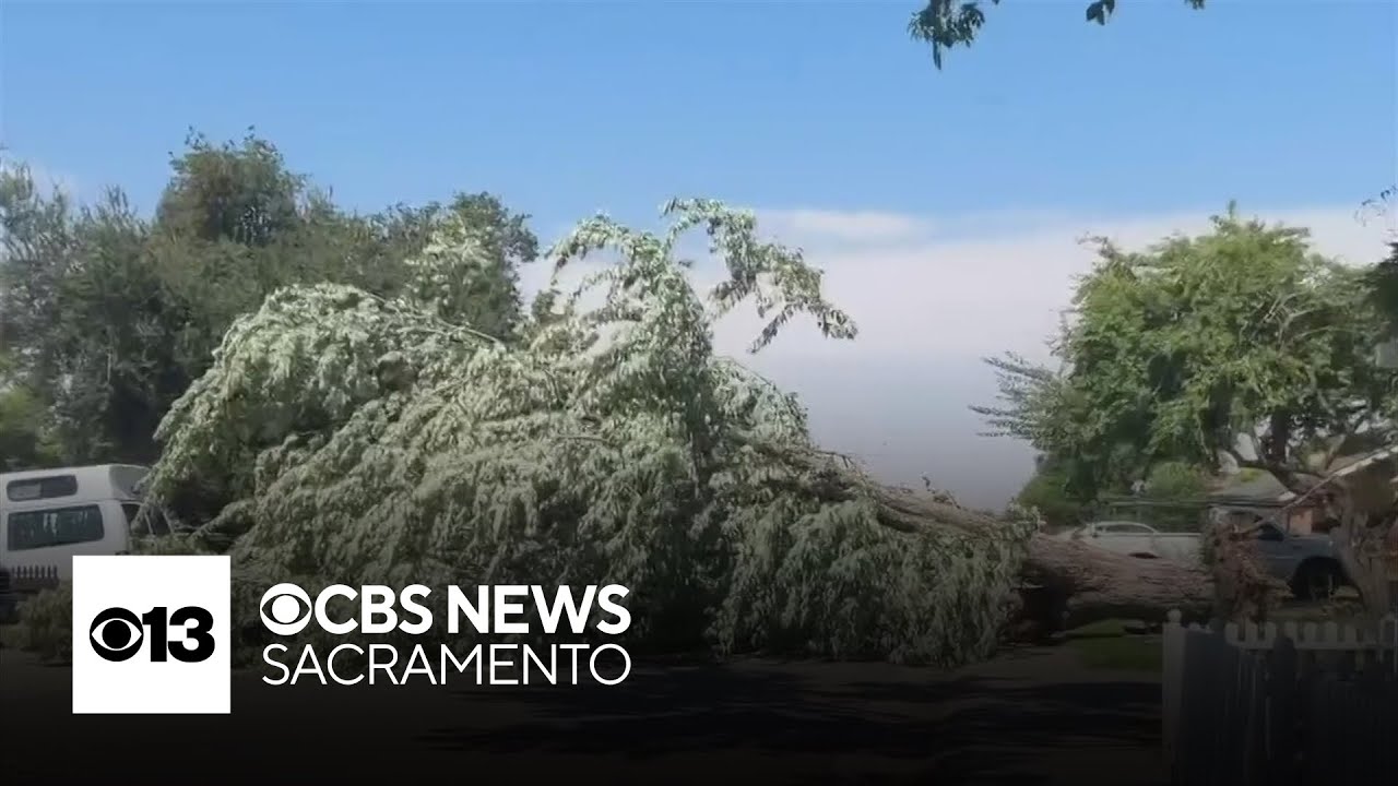 National Weather service says downburst, not tornado, uproots dozens of trees in Carmichael