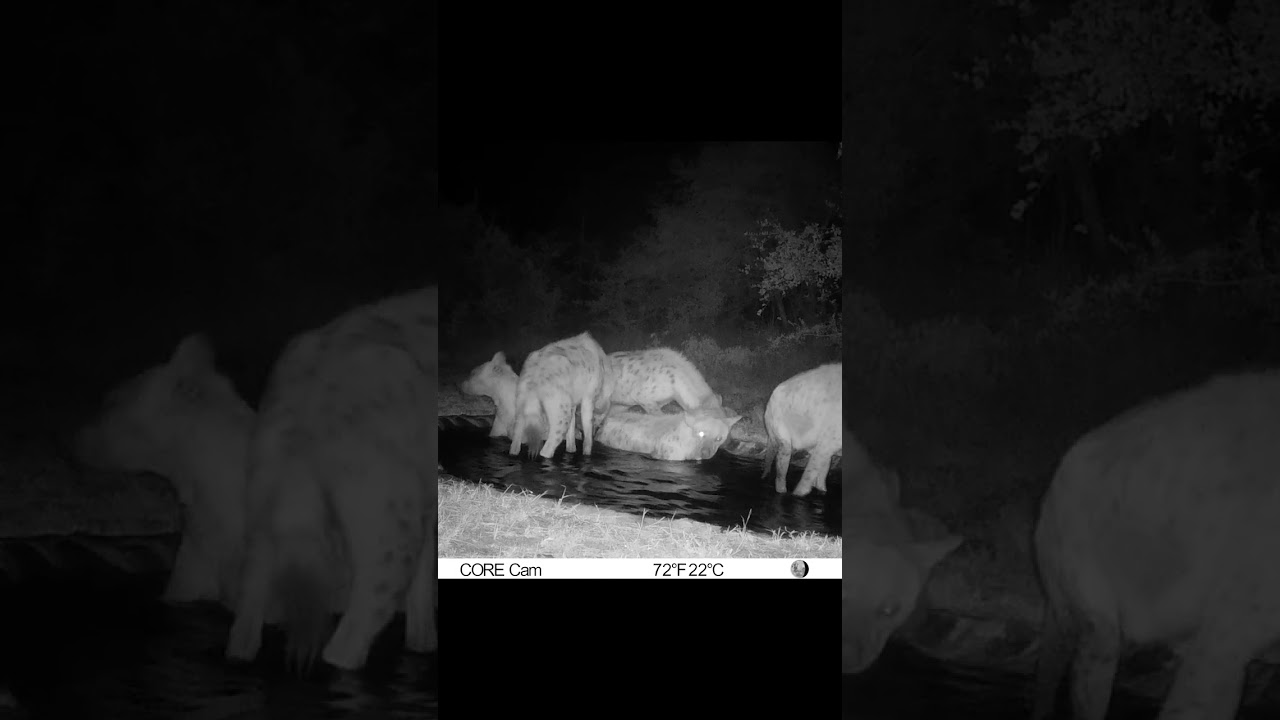 5 Hyena swimming in small dam filmed on BushCamera - South Africa