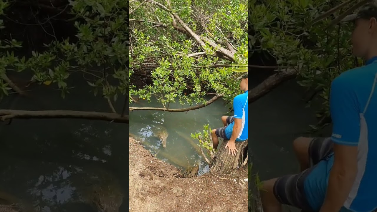 look at these big American crocodiles #crocodile #alligator #animal #dangerous