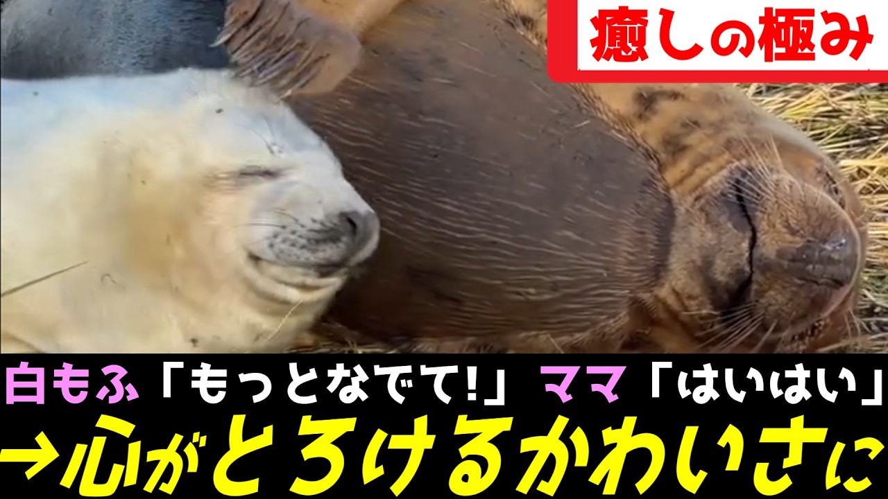 世界一甘えん坊な白もふ、ママの愛が溢れすぎてしまうｗｗｗ