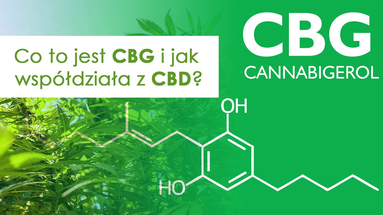 Co to jest CBG i jak wsp&oacute;łdziała z CBD? - Dorota Gudaniec