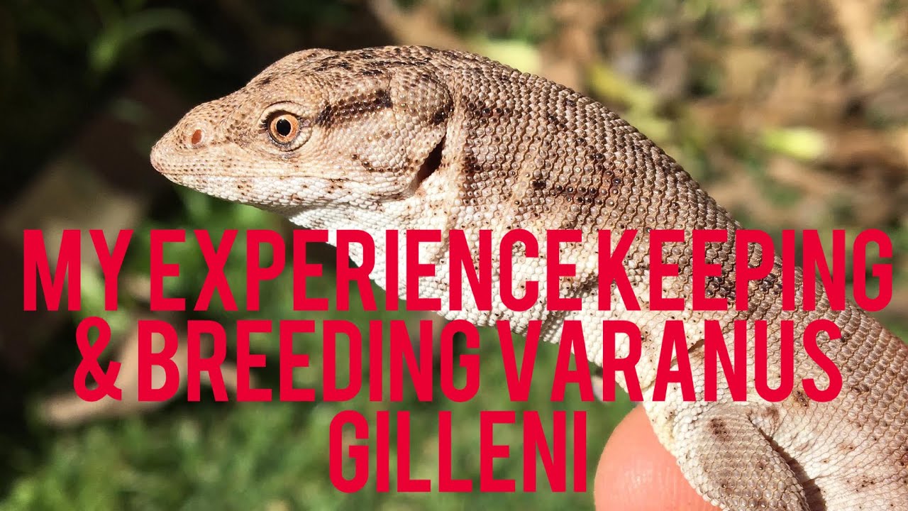 My experiences caring for and breeding Gillens Monitor lizards | Varanus gilleni