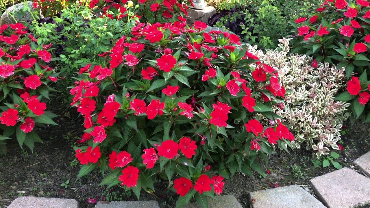 Red Sunpatiens in the Landscape | www.gardencrossings.com