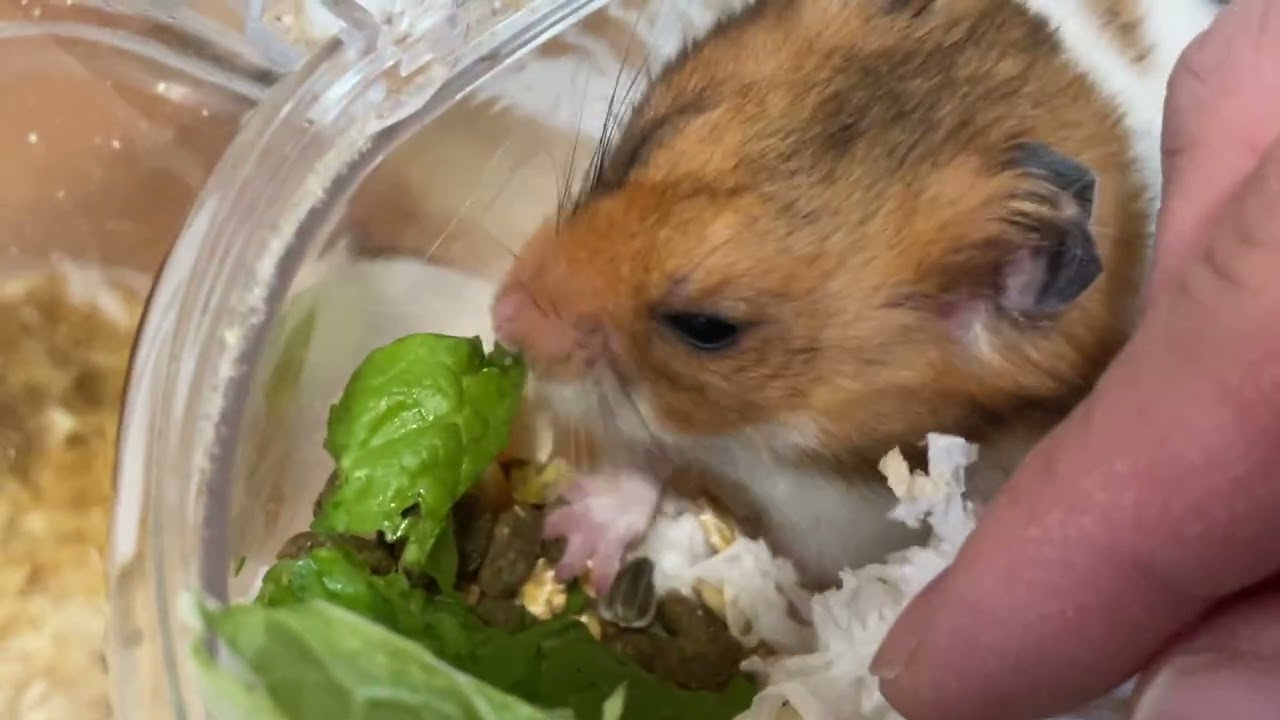 2026年1月22ハムスター餌食べ撫でる(面倒草そうに飼い主を見ている)