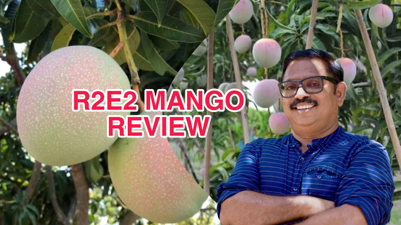 R2E2 MANGO REVIEW