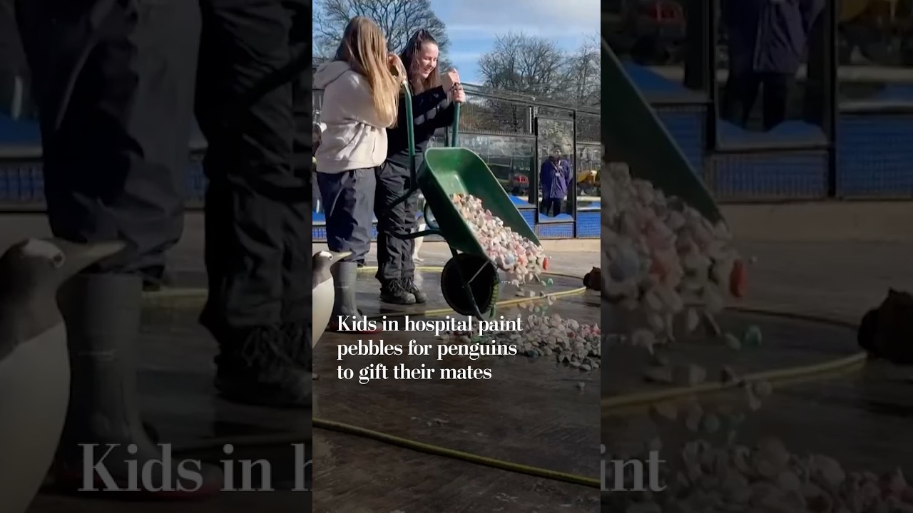Children in hospital paint pebbles for penguins to gift their mates
