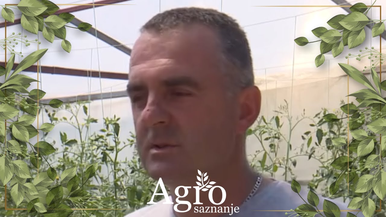 AGROSAZNANJE - Stado od 600 ovaca Ćeranića ispod Durmitora