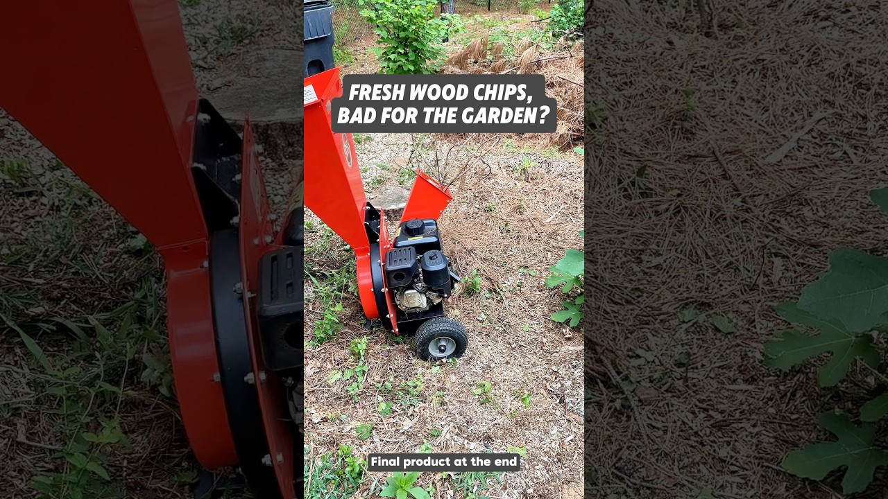 Are fresh wood chips bad for the garden? #Shorts #Gardening #FruitTrees #GrowYourOwnFood #Mulch ￼