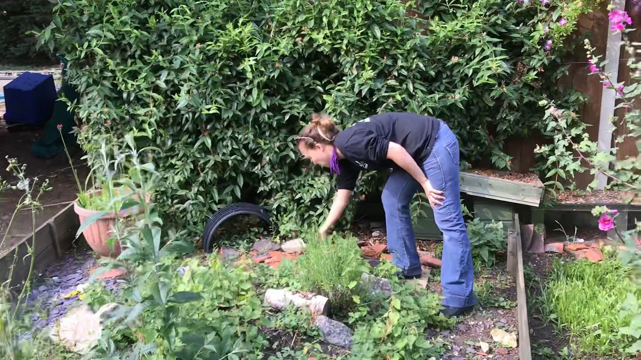 Tortoise outdoor enclosure - keeping guide - outdoor setup - tips