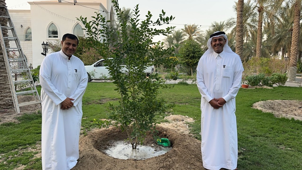 طريقة قلع وغرس شتلات اللومي الحساوي واللوز الحساوي وإهداء عبدالعزيز الموسى مدير قرفة الاحساء