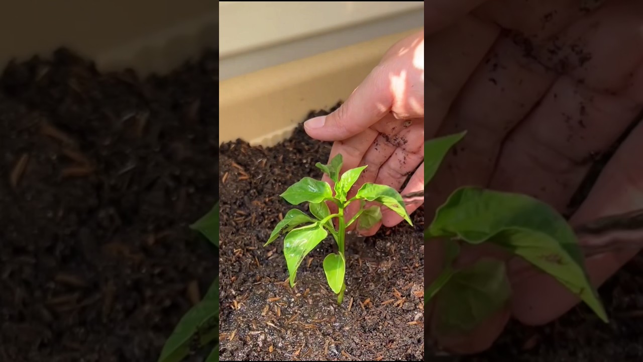 como plantar as mudas de piment&atilde;o