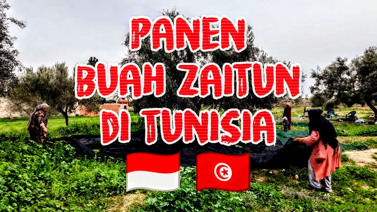 MUSIM PANEN BUAH ZAITUN DI TUNISIA #indonesia