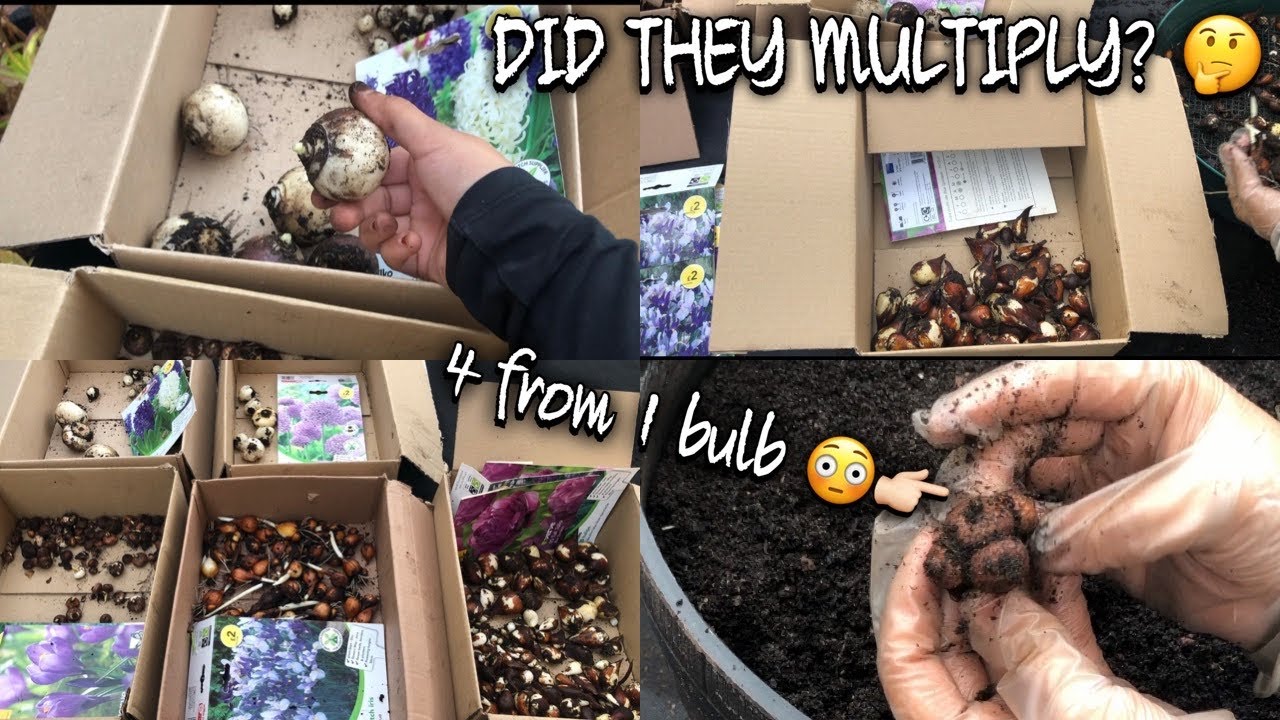 FINALLY DECONSTRUCTING MY BULB LASAGNA/ BULB LASAGNA UPDATE 6/