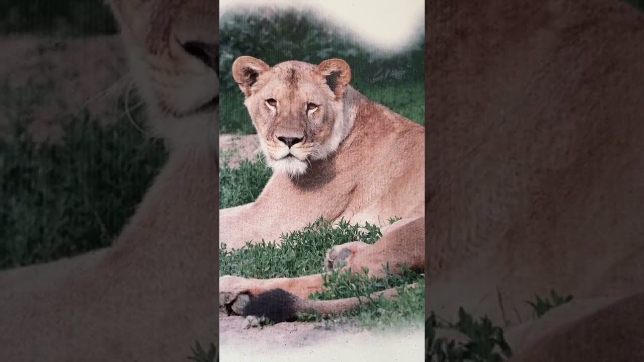 Realistick&yacute; fototisk na stěnu v interi&eacute;ru u chovatele lvů