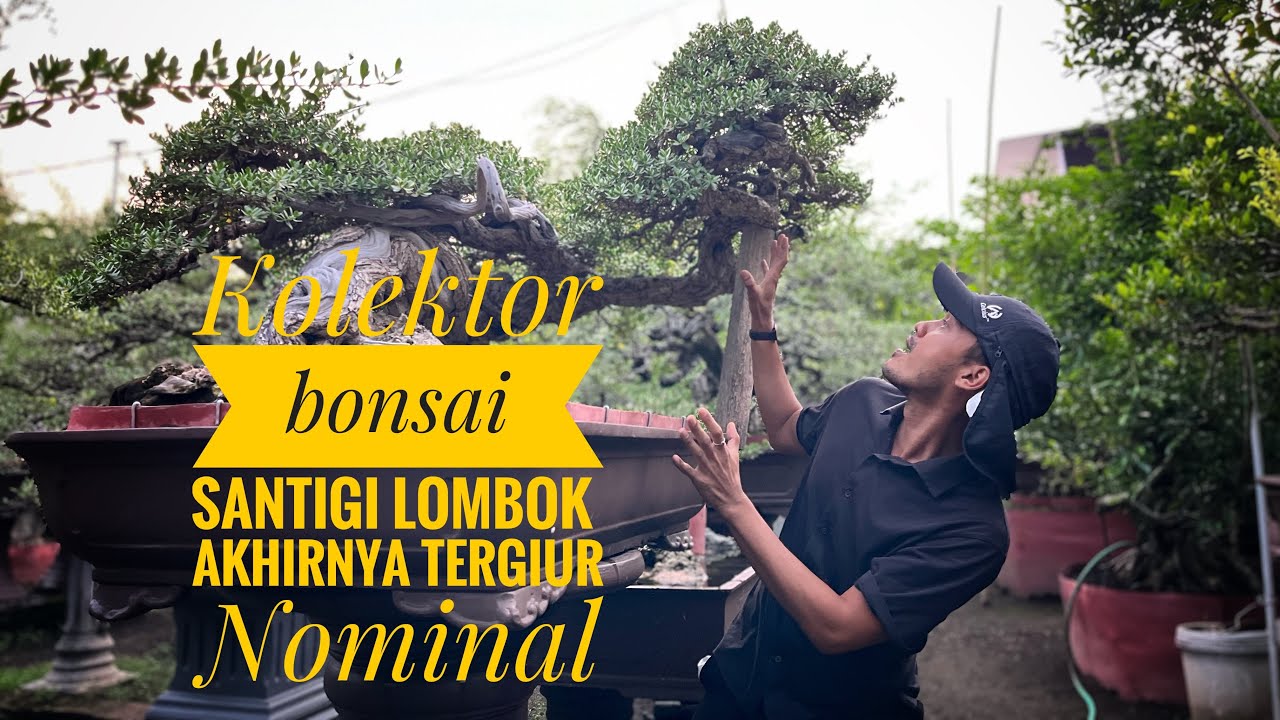 Kolektor bonsai santigi lombok akhrinya tergoda nominal #bonsai #bonsaisantigi #kolektorbonsai 