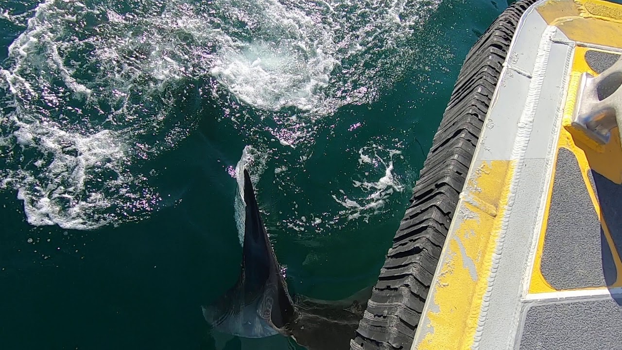 Great White Shark at Scorpion Anchorage on the Channel Islands