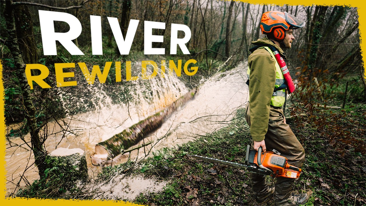 We’re chainsawing healthy trees into rivers - here's why