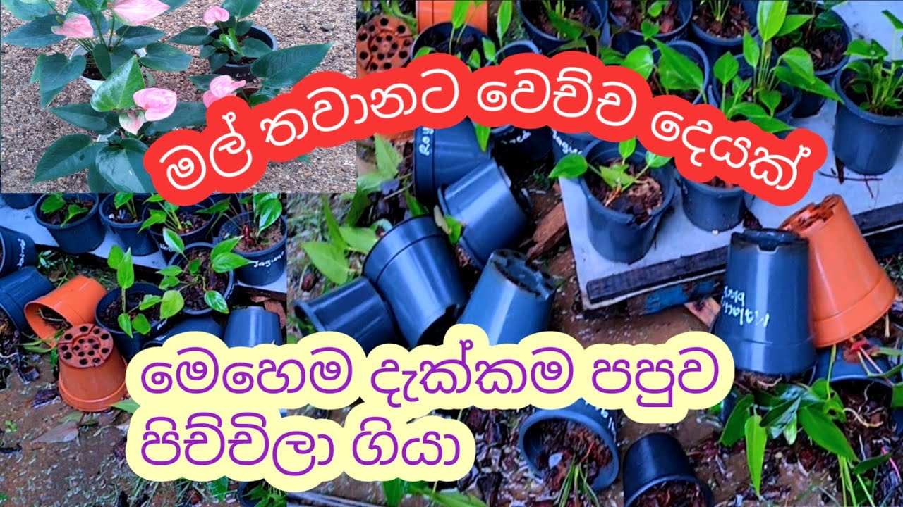 බින්දුවේ ඉදන් නැගිටිනකොට මෙහෙම තමයි || එහෙම වුනා කියලා අතාරින්නෙ එපා