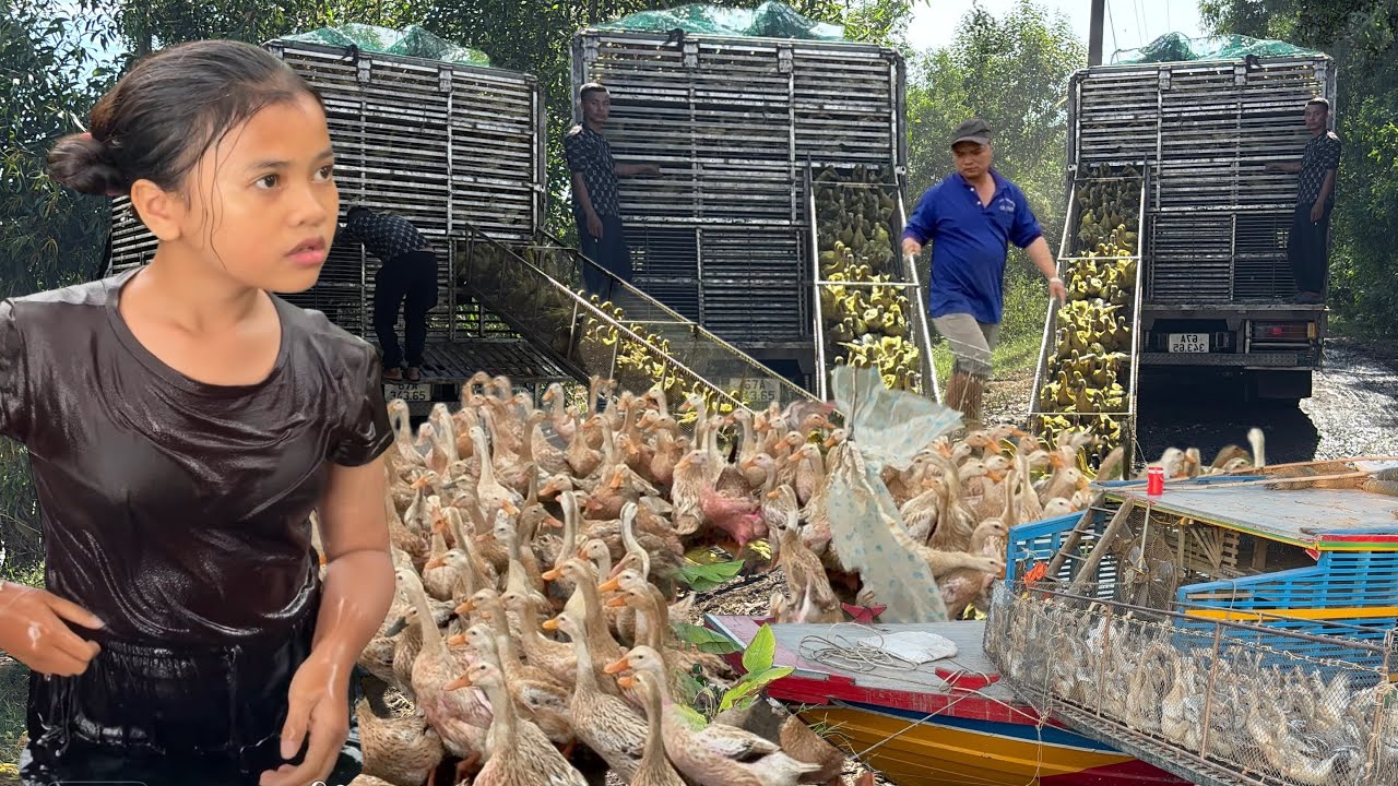 Pov Life - Ducks are loaded onto a truck and released in the field to graze” Xe tải vịt An Giang