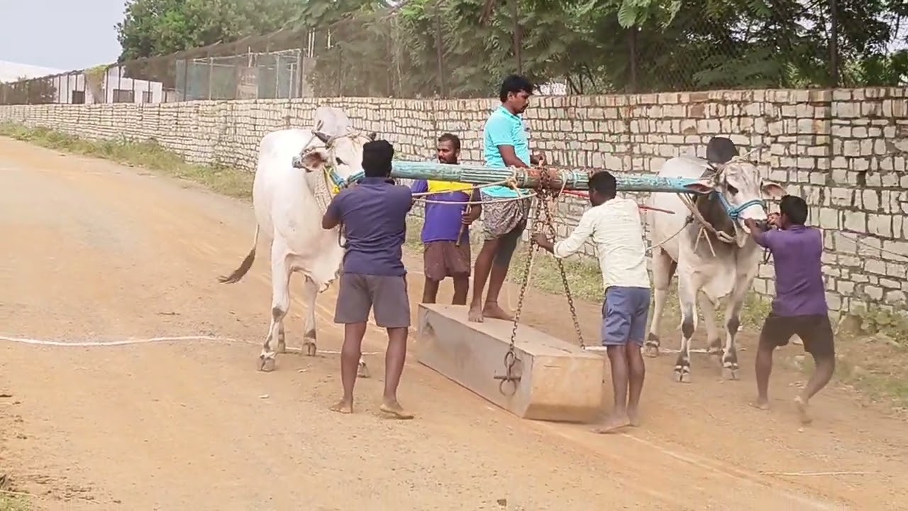 భైరపోగు బుల్స్ 