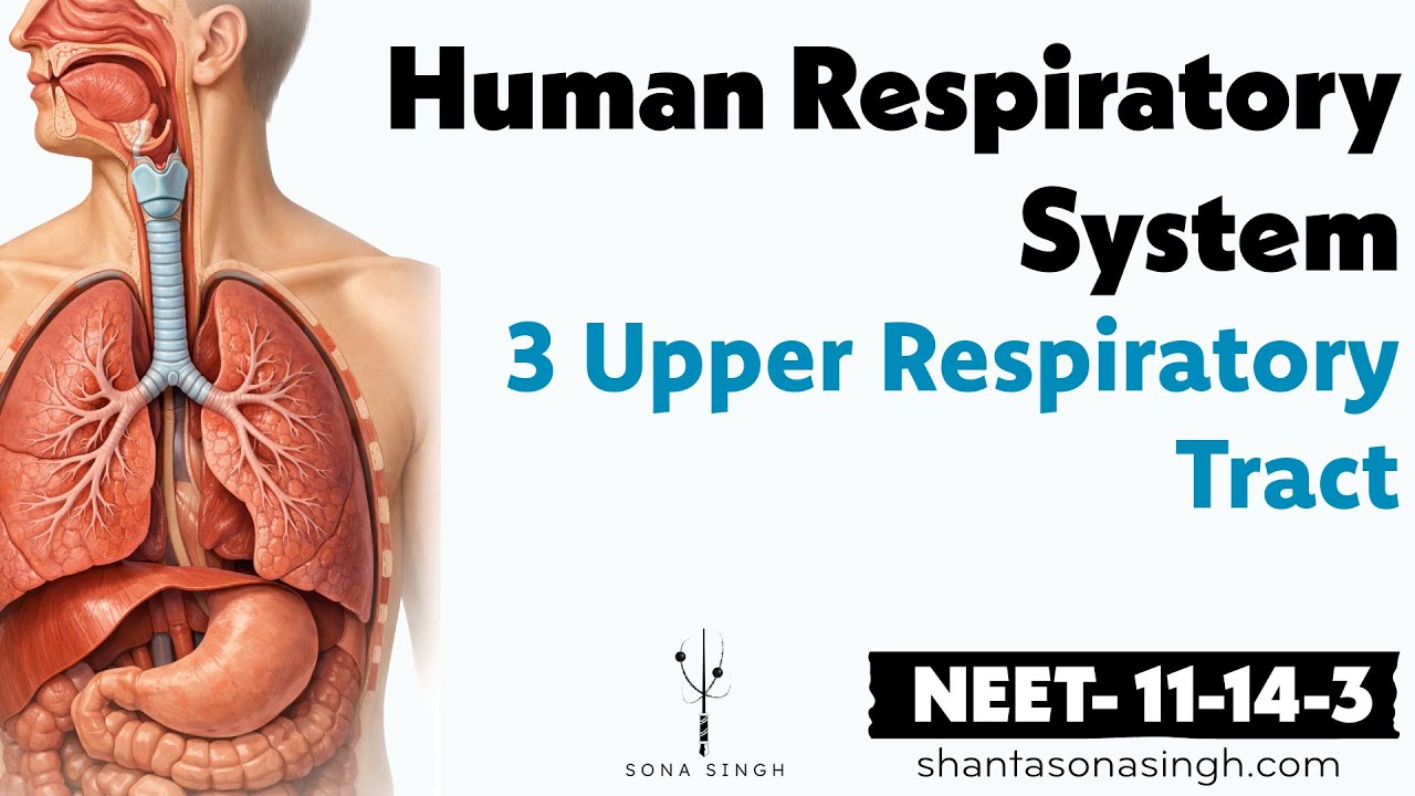 Upper Respiratory Tract | Human Respiratory System 3 | NCERT Mapped NEET Biology