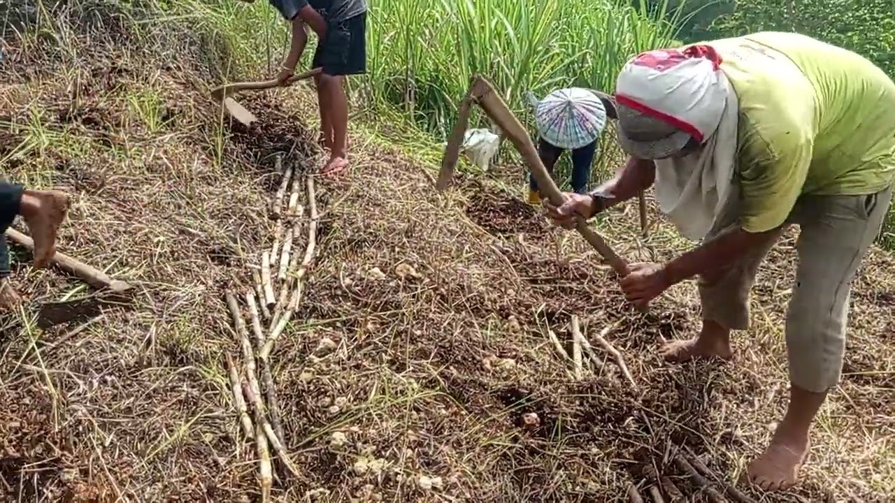 Menanam tebu putih di atas gunung buang 