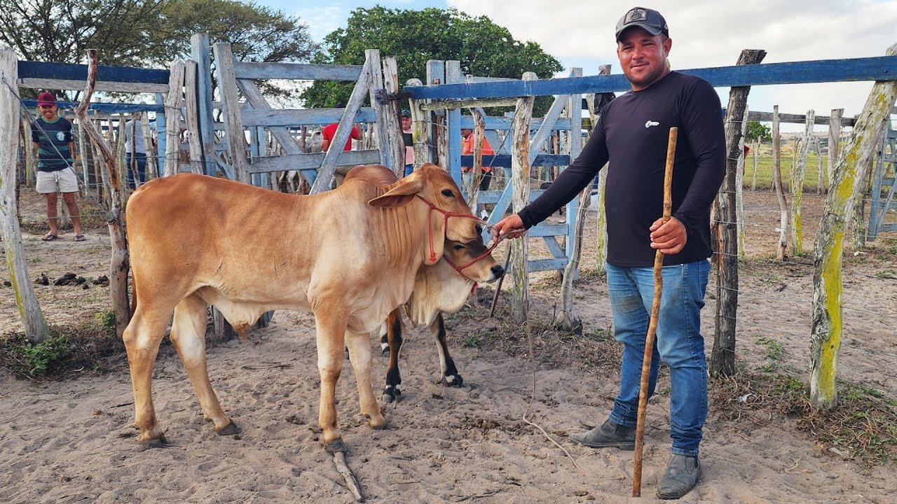 GADO DE 700 REAIS EM CRUZES-PE   05-01-2026 #nordeste
