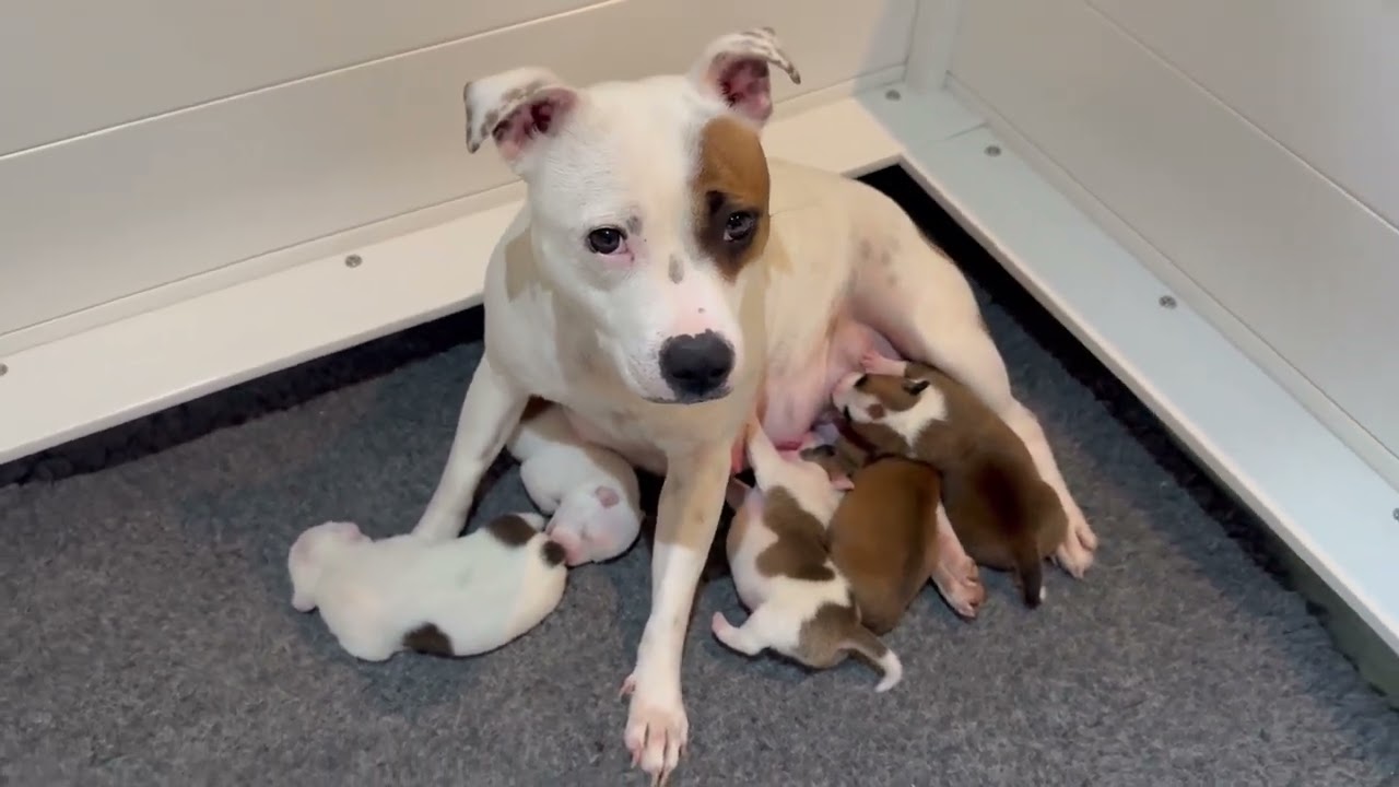 Puppy snoozing, stretching, twitches and belly crawls. 1 week old Staffordshire Bull Terrier puppies