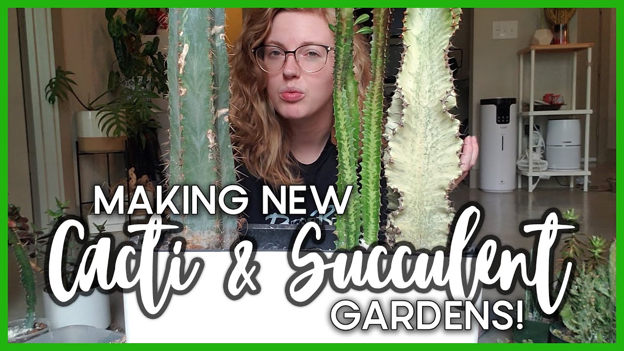 Creating Cacti & Succulent Garden (And Repotting My Old One)!