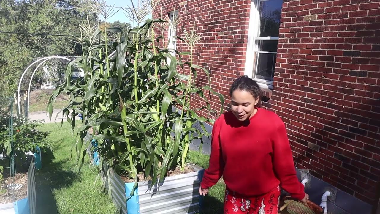 LAST SUMMER/FALL HARVEST