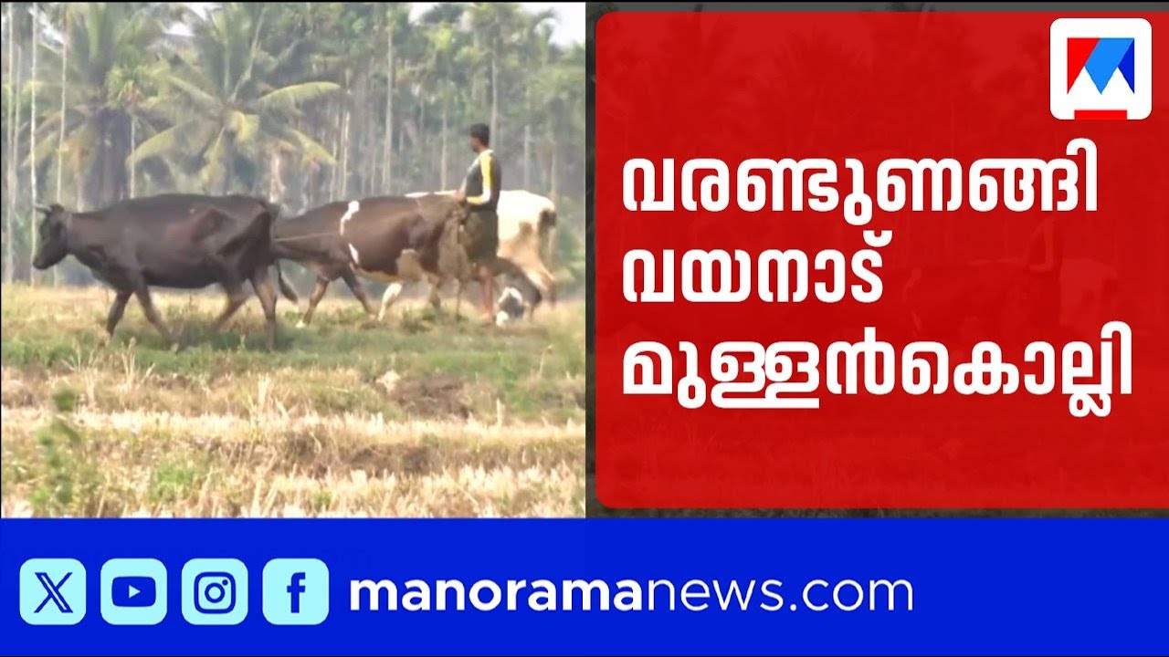 കബനി നദി തൊട്ടപ്പുറത്ത്; വെള്ളമില്ലാതെ വയനാട് കർഷകർ ദുരിതത്തിൽ | Wayanad