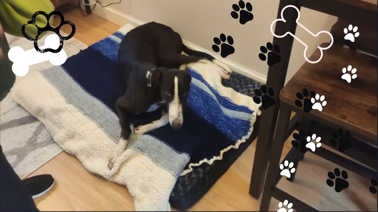 Accueillir un chien  (l&eacute;vrier greyhound)