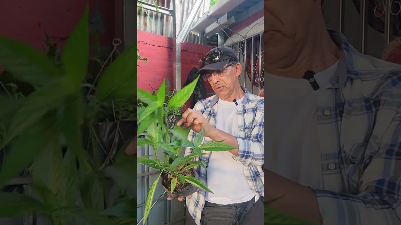 Esta planta se conoce como Insulina #insulina #diabetes #biology